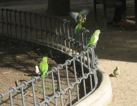 parrots-with-pidgeon